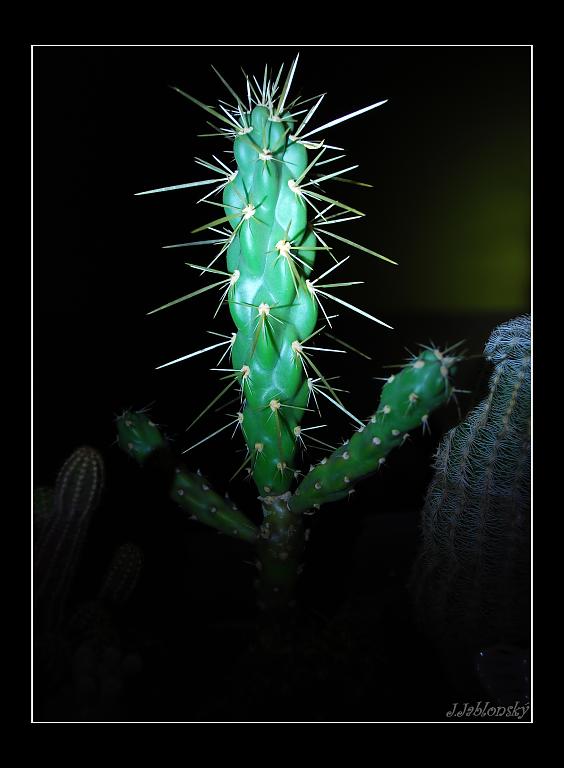 Kaktussssové zátišššší