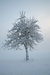 strom ráno v zimě