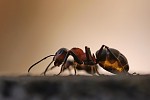 Mravenec pod rengenem