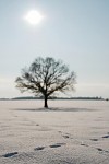 Strom a stopy ve sněhu