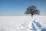 strom v zime 1
