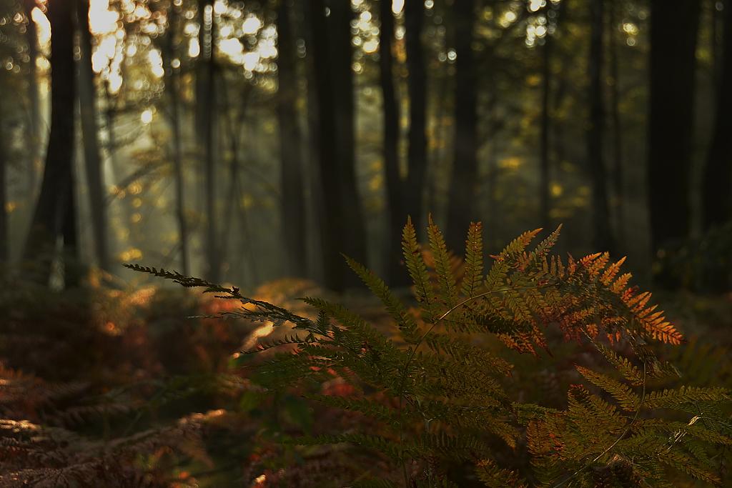 Barvy lesa