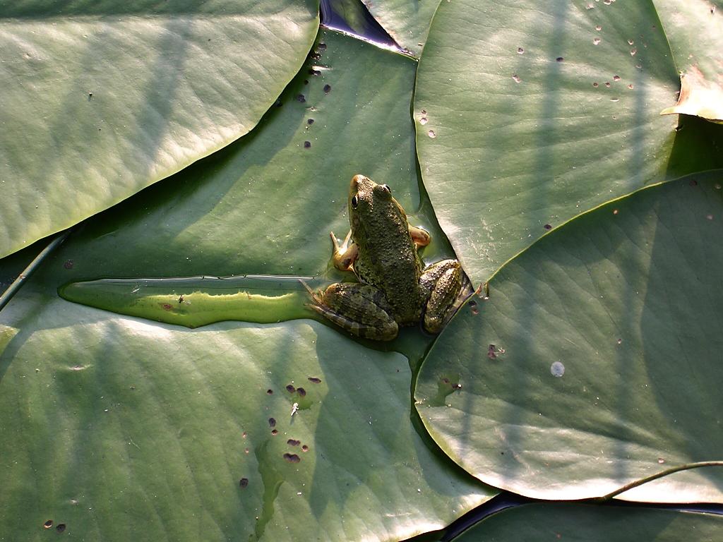 žabka ve Skadarském jezeru