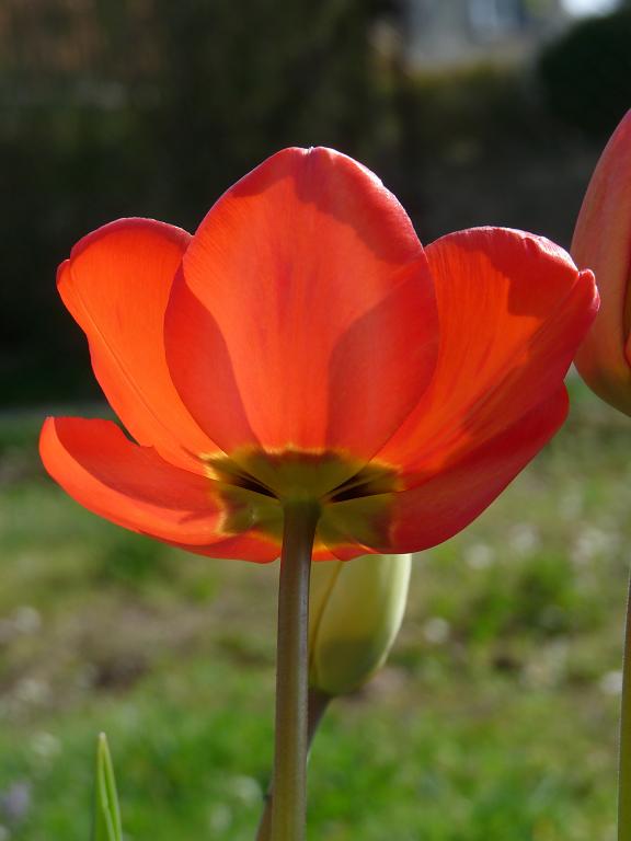 první tulipán