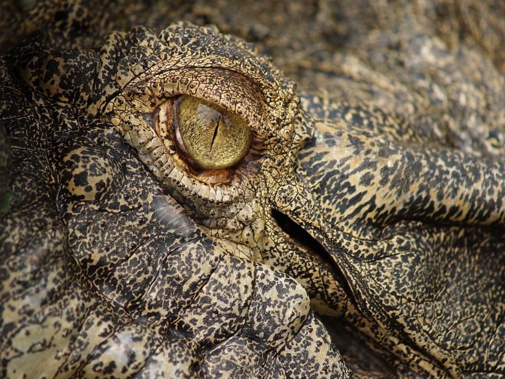 oko krokodýla