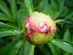 Mravenci na květu
