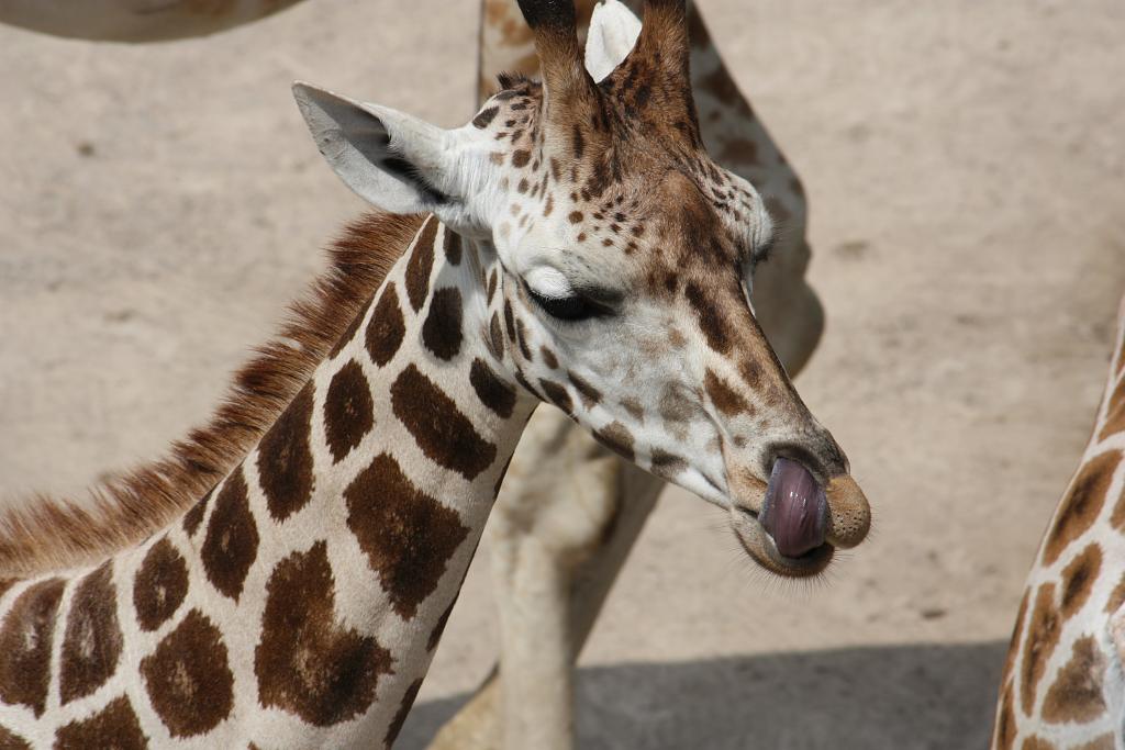 Když se žirafa potřebuje pošimrat v nose.