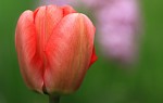 ,tulipán.
