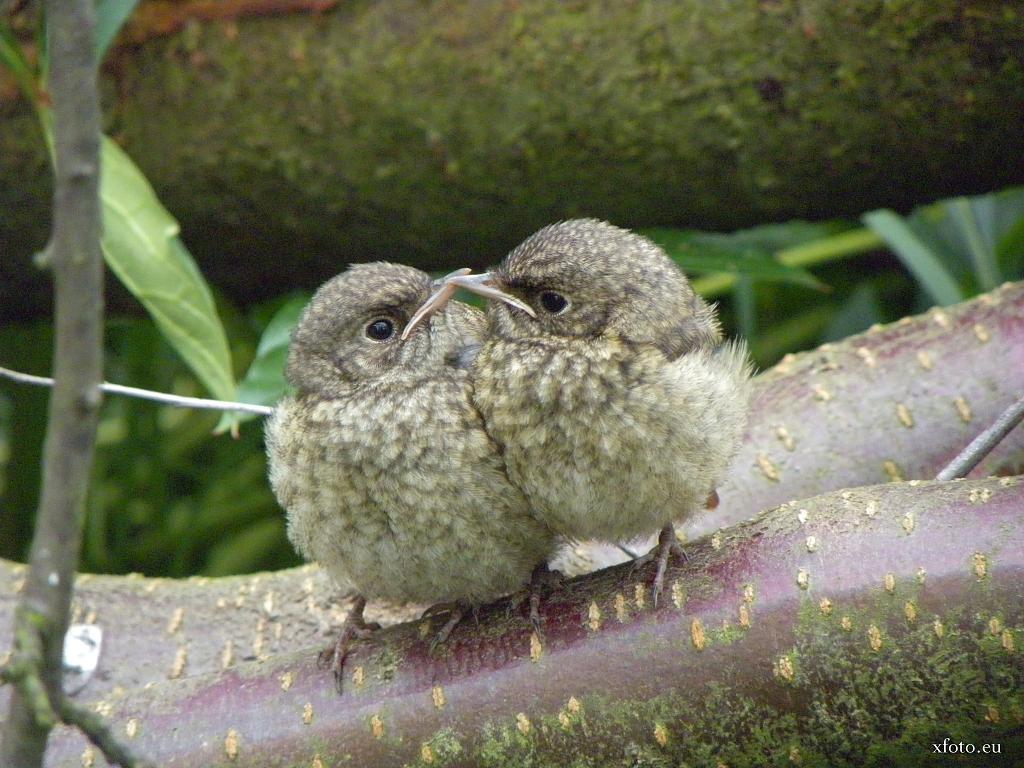ptačí sourozenci