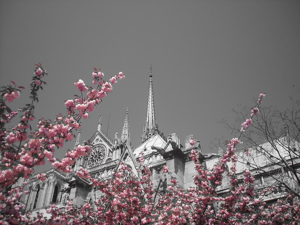 Notre Dame na jar