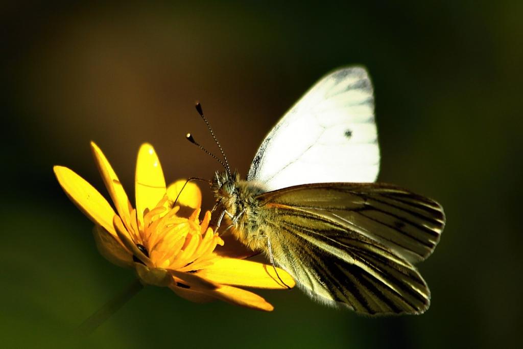 Motýlková