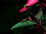 Lesní včela