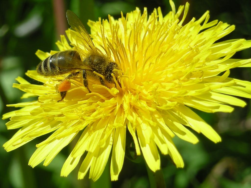 Včela při sběru pylu