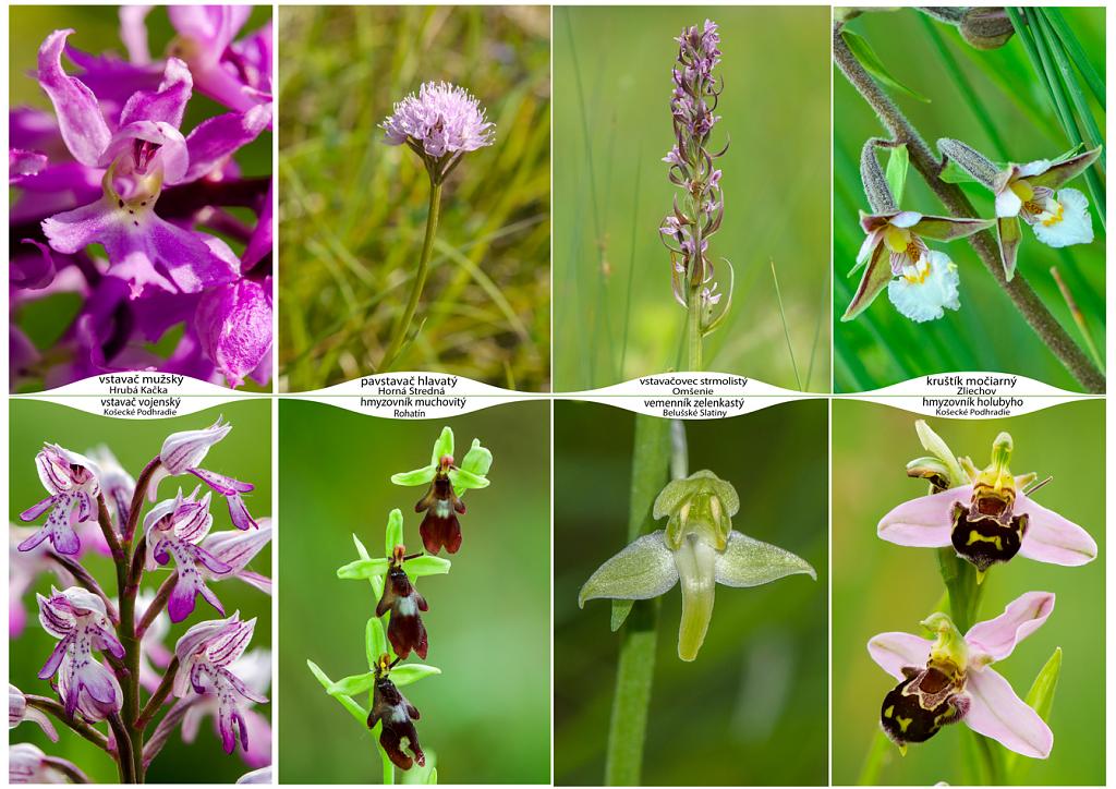 Výber orchideí zo Strážovských vrchov