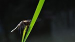 libellula depressa
