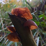 houby s mákem