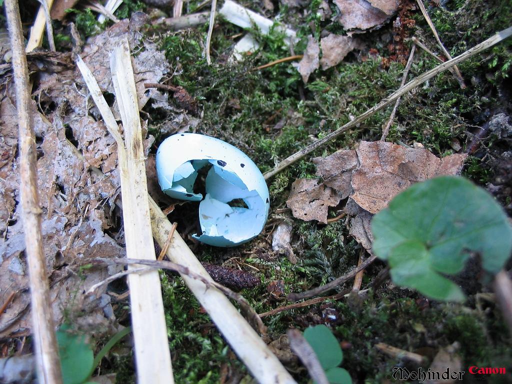 Modré vajíčko v lese