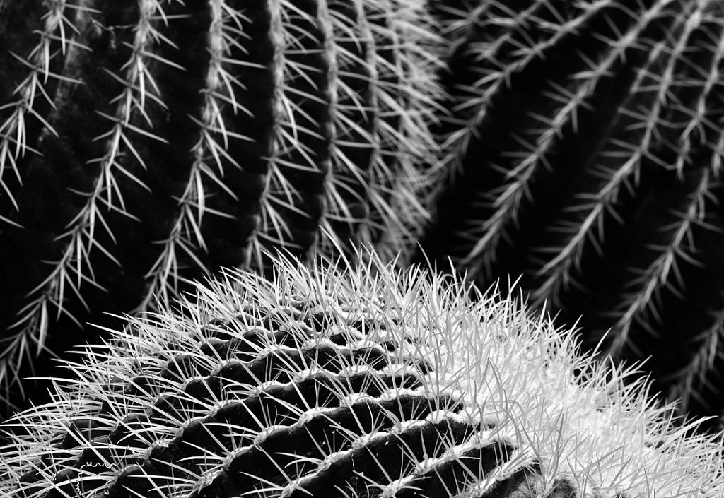 kaktusová variace I