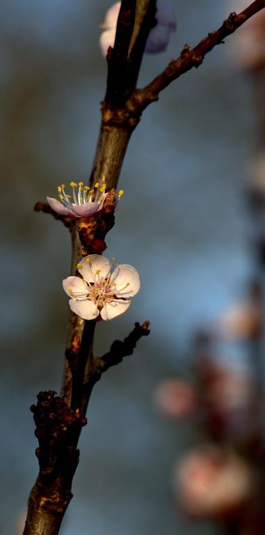 Květy jara III