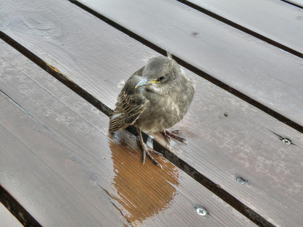 Ptáčátko v dešti