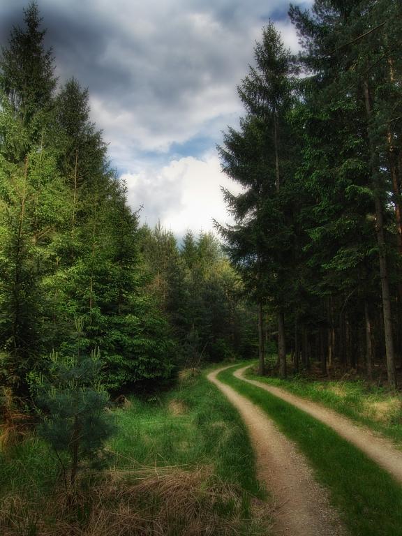 Lesní cestička