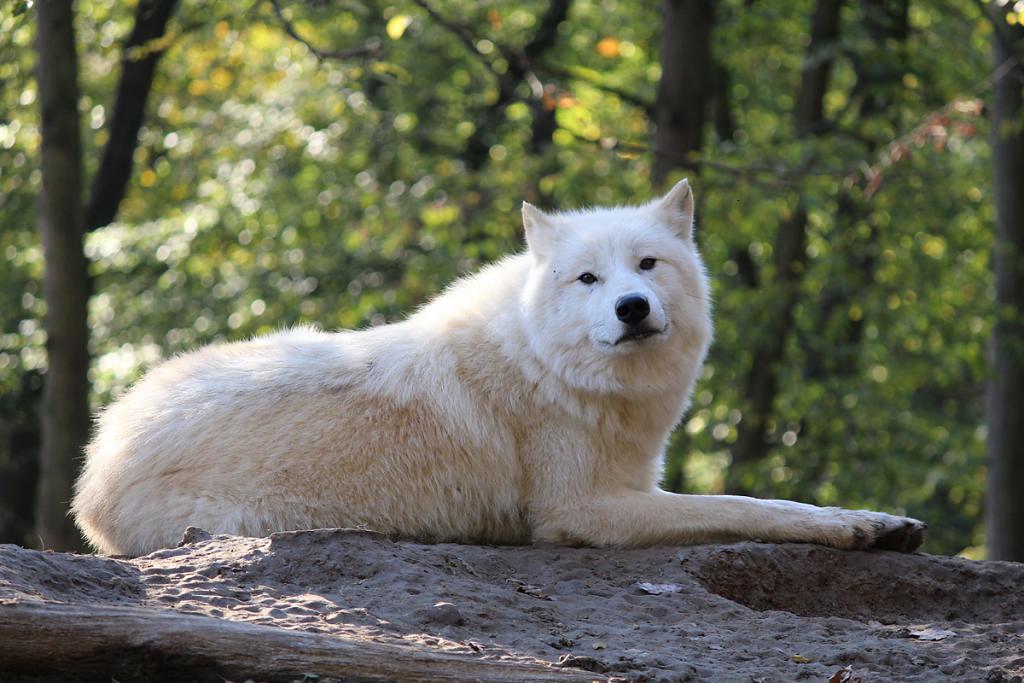 vlk arktický