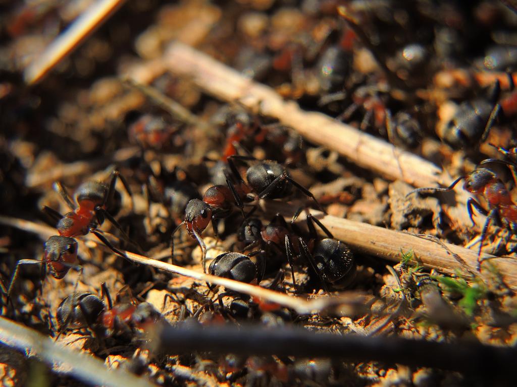 mravenečkové jak sa pilně procházajů