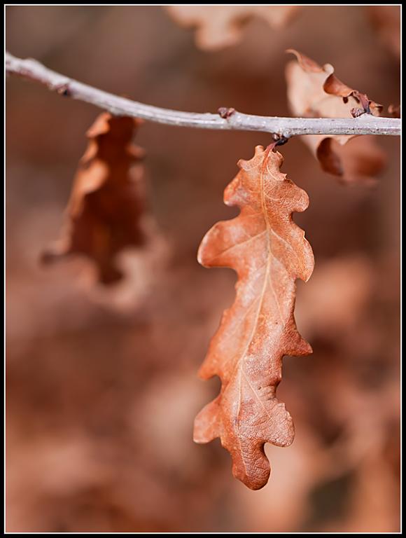Quercus robur: suchý list