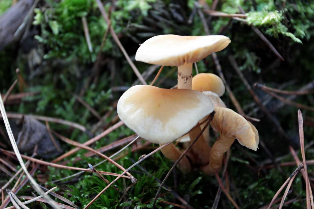 Předvánoční houby