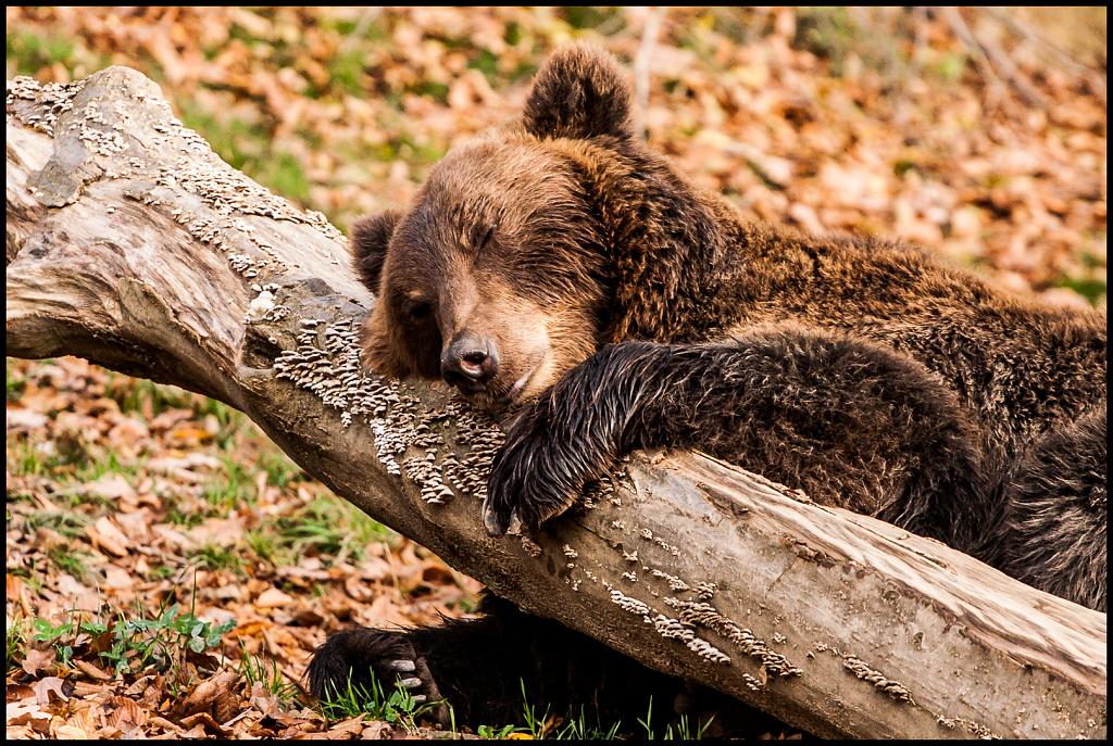 Odpolední siesta - mladý medvěd