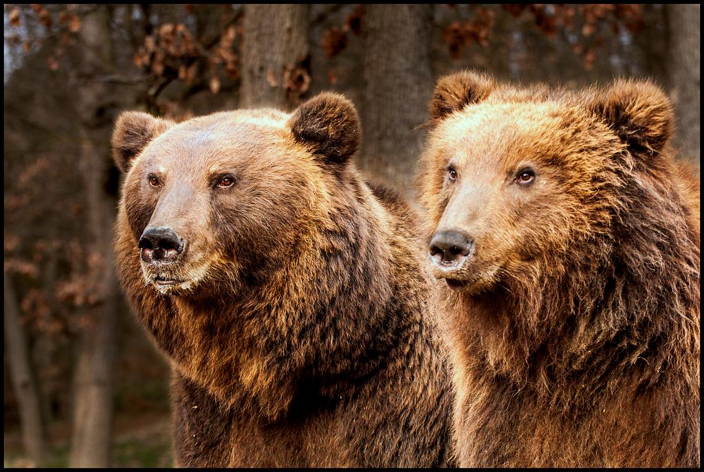 Medvědice s medvídětem