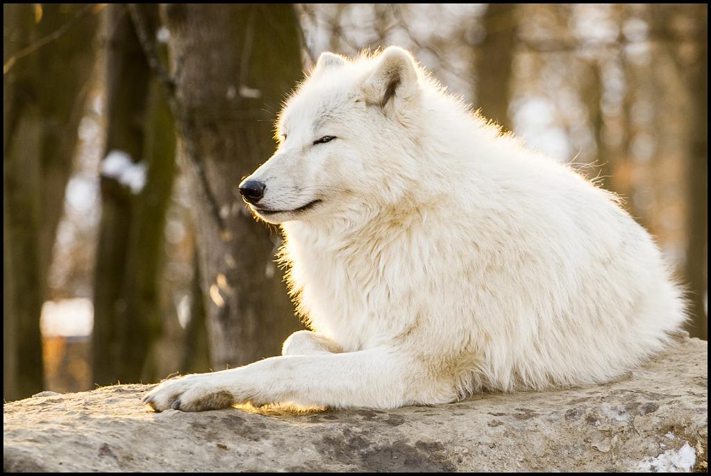 Arktický vlk