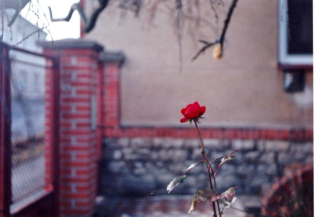 osamělý růže květ