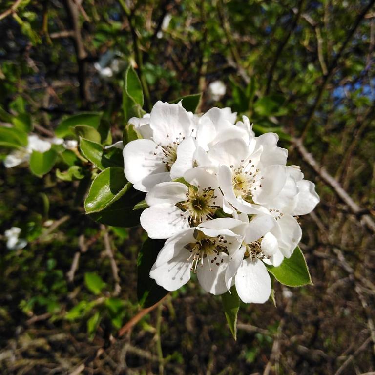 Jaro v plném květu