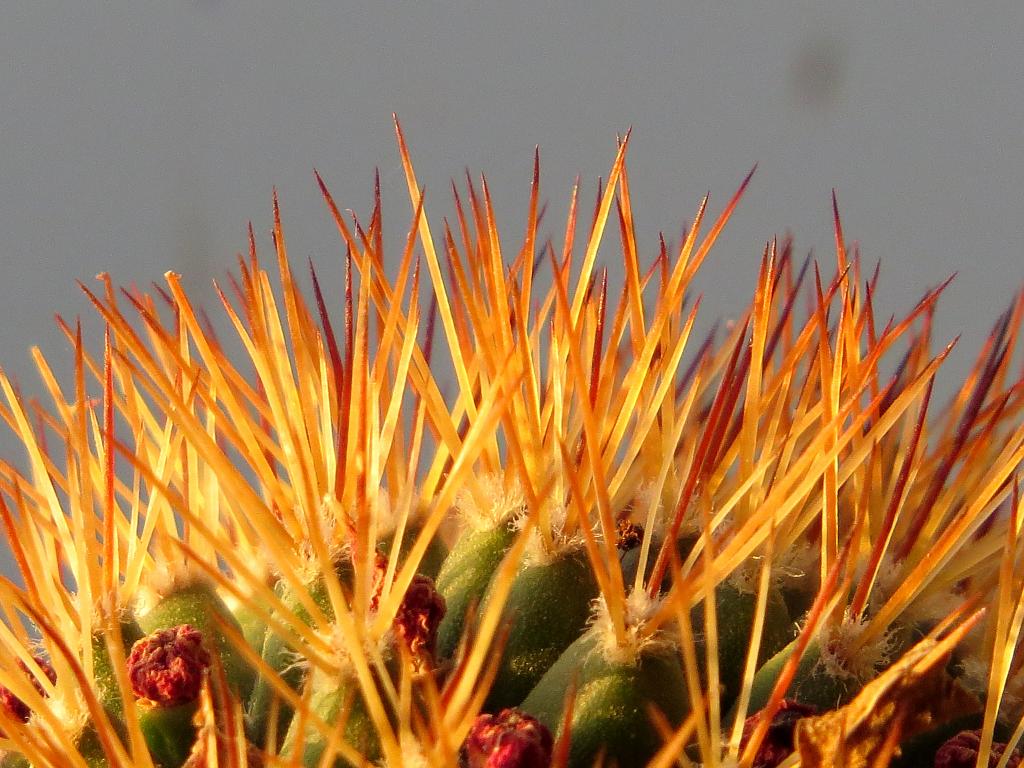 Kaktus - telemakro