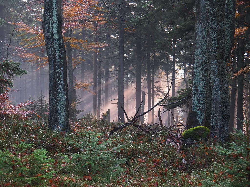 Pozimní les
