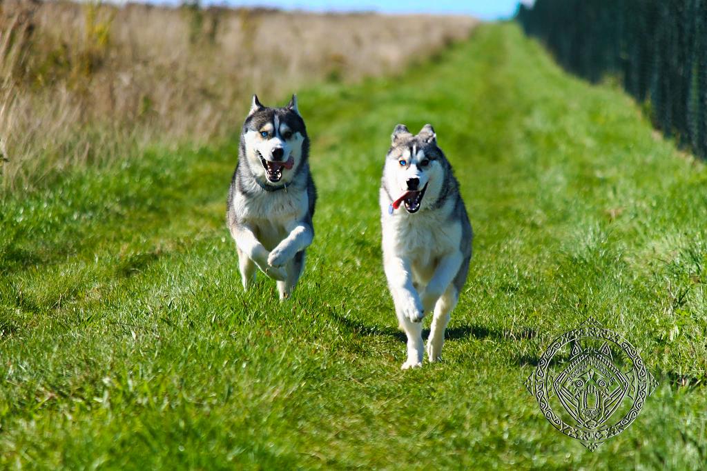 Siberian husky - Running