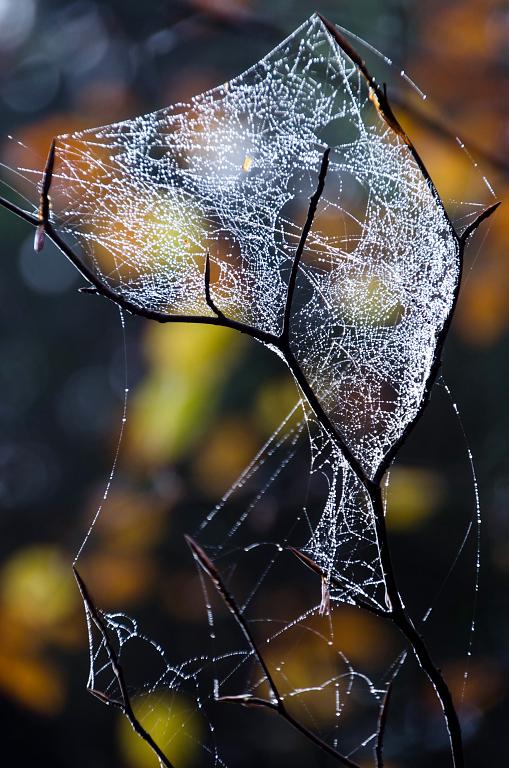 Podzimní pavučina