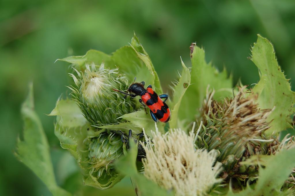 Trichodes apiarius