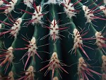 Trny kaktusu