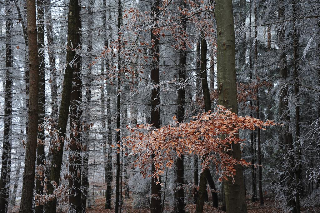 Lesní zima