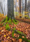 v podzimních lesích