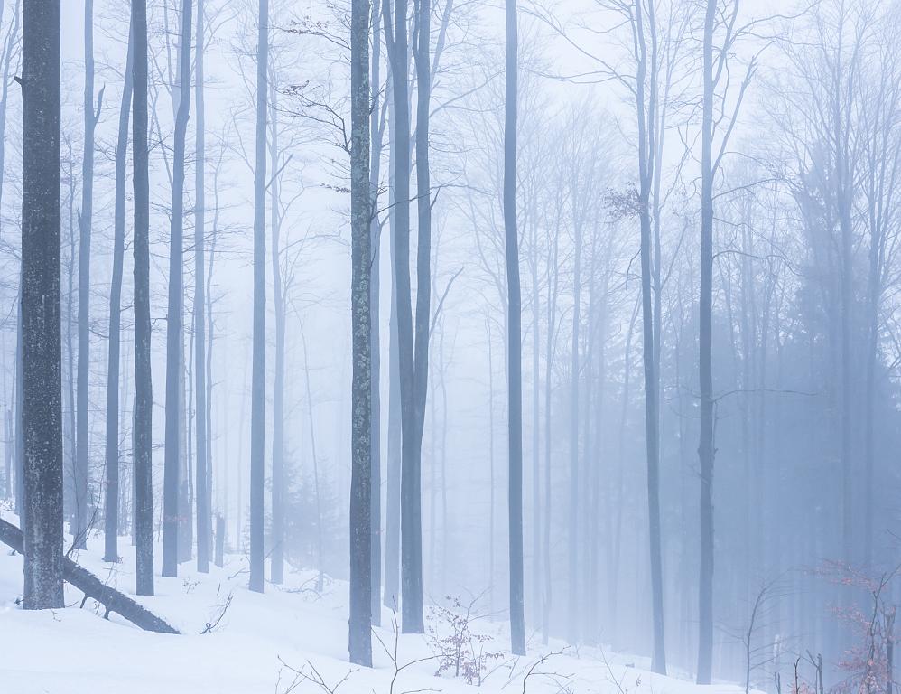 mlha na procházce lesem na německé straně Šumavy