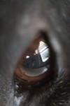 Pes v oku