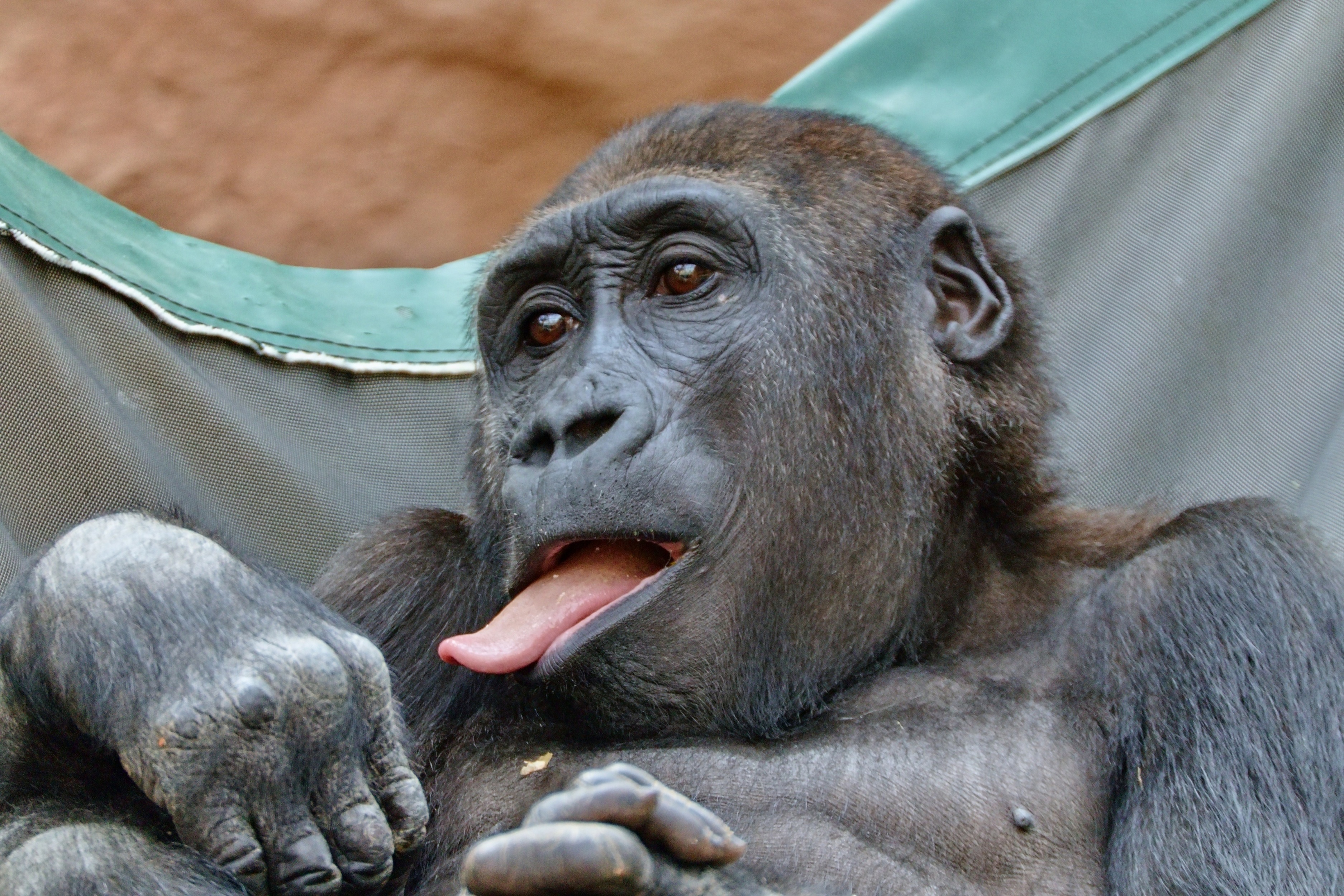  Gorila  n inn  z prask  zoo Fotogalerie Digimanie
