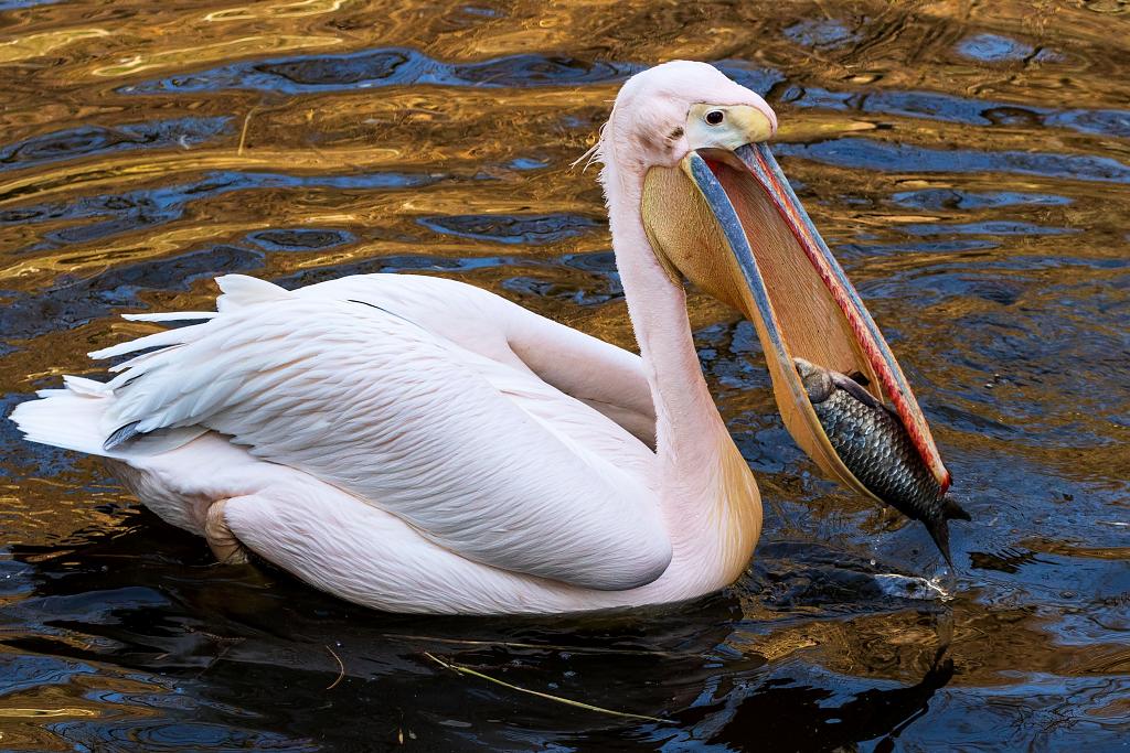 lovec kaprů pelikán bílý