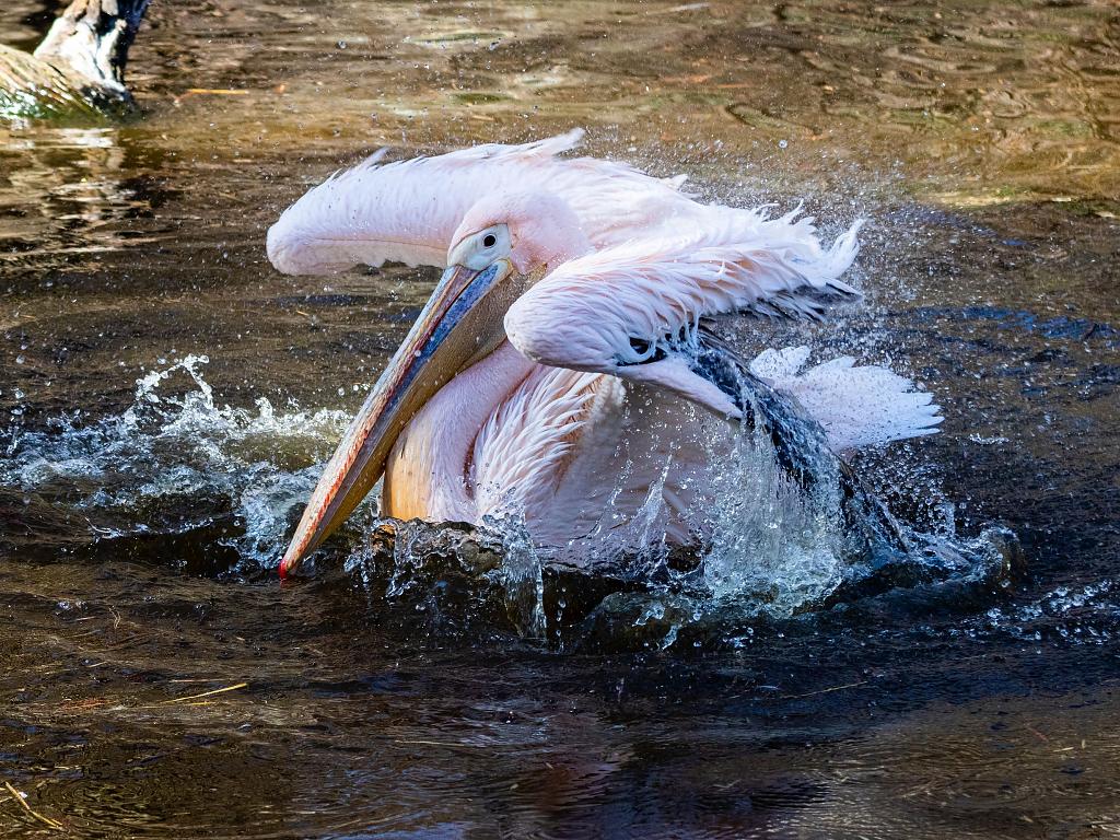 pelikán bílý při hygieně