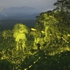 Krajina jak z Avatara: indický fotograf vyfotil miliardy světlušek v pralese