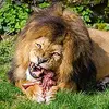 Muž si chtěl vyfotit selfie se lvem v zoo. Nepřežil to