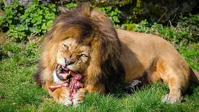 Muž si chtěl vyfotit selfie se lvem v zoo. Nepřežil to